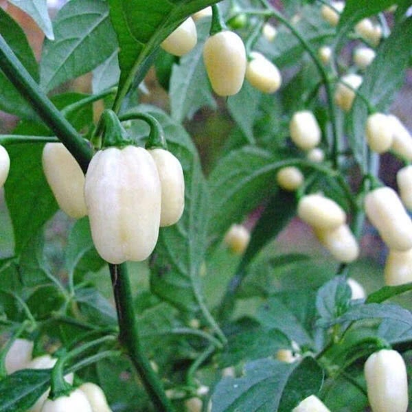 Piment Habanero Blanc du Pérou