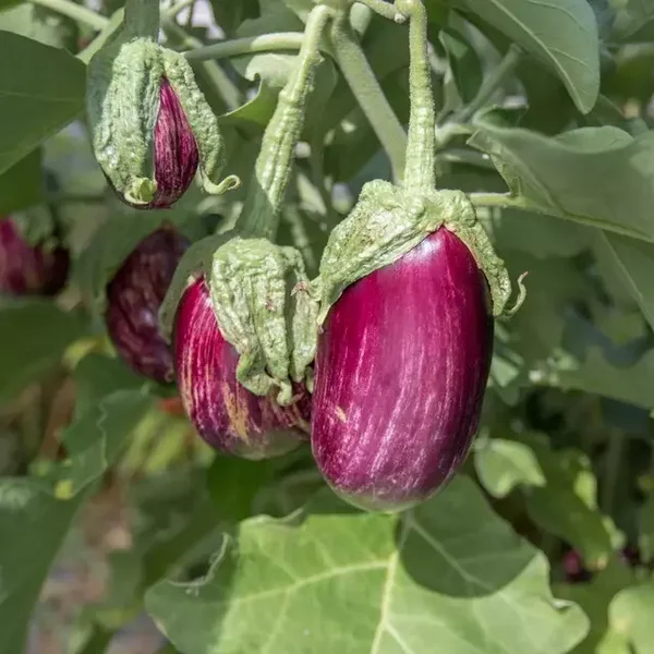 Aubergine Homsi