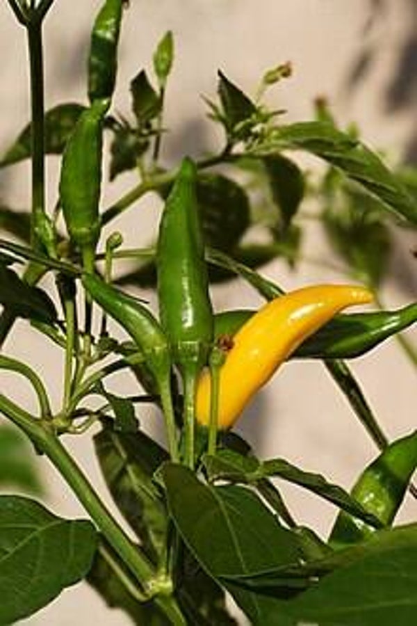 Piment Hot Lemon