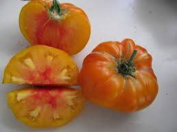 Tomate Pamplemousse du Grand Père graines