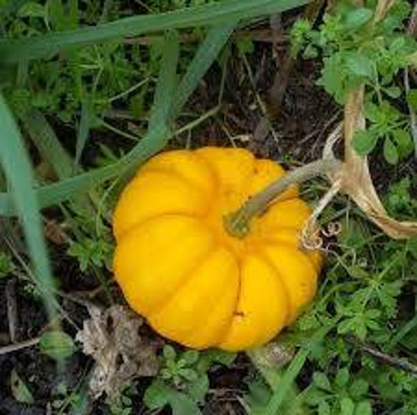 Courge Jack Be Little