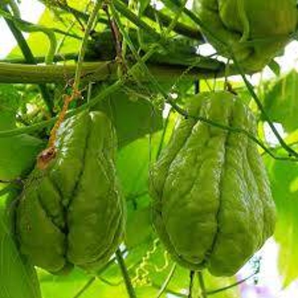 Chayotte verte (Christophine)