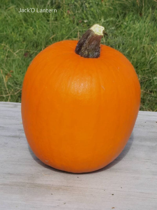 Courges Jack O'Lantern