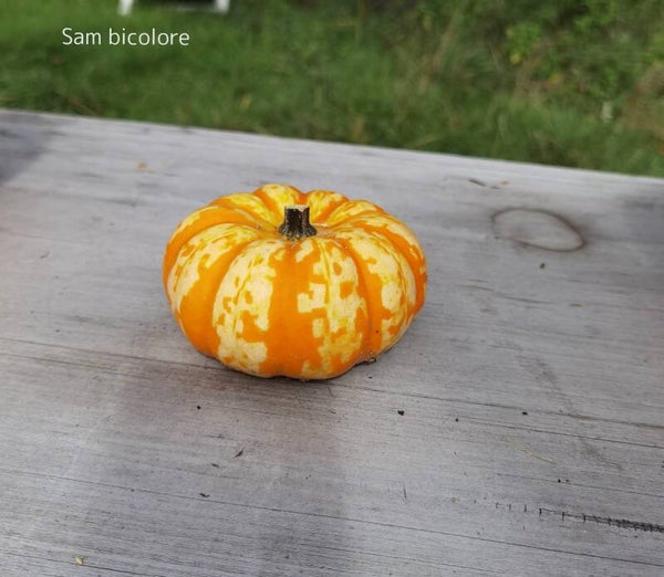 Courges Sam bicolore
