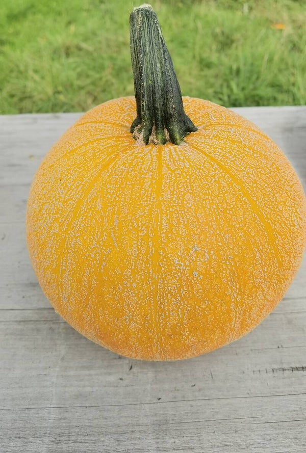 Courges Winter Luxury
