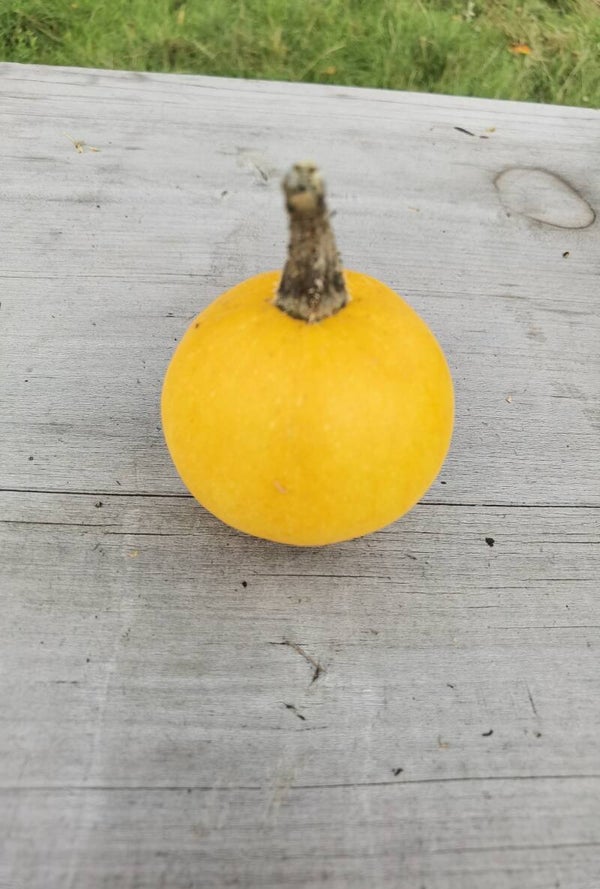 Courges pomme d'or