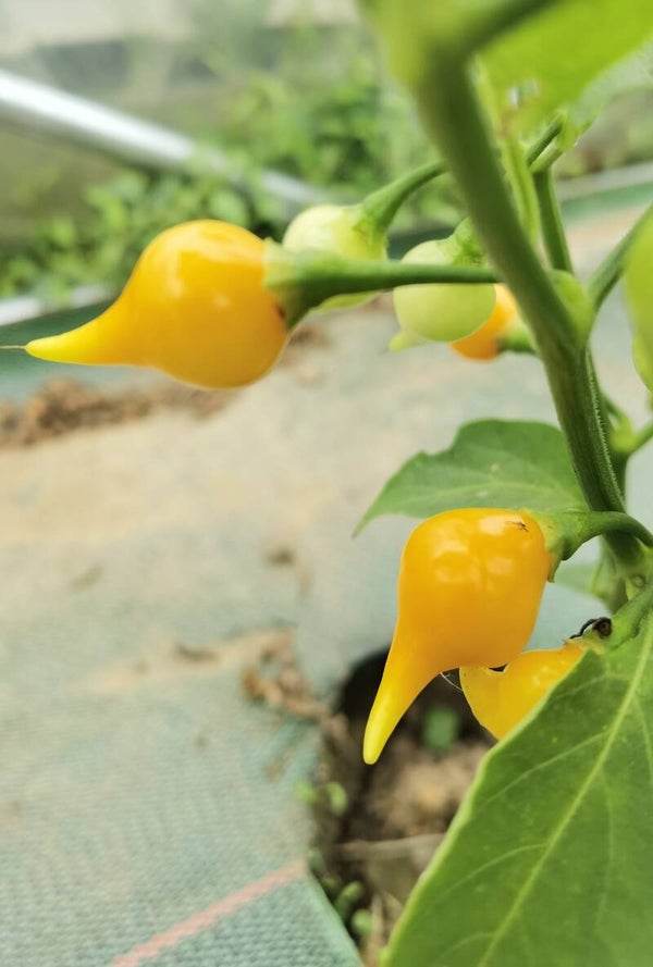 Piment Button Yellow