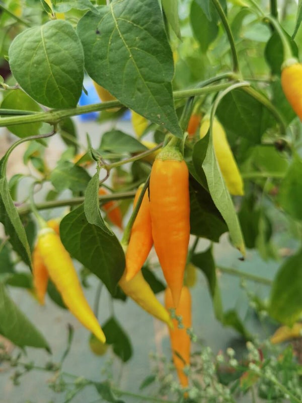 Piment Aji Habanero