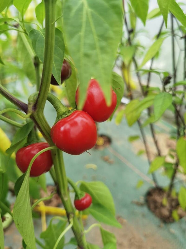 Piment Red cherry graines