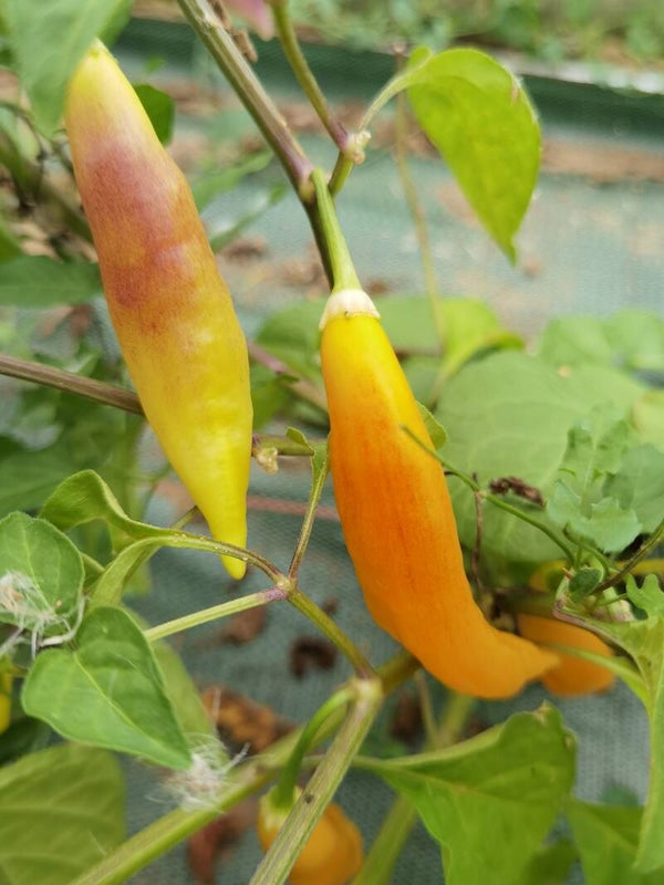 Piment Aji Challuaruro Amarillo graines