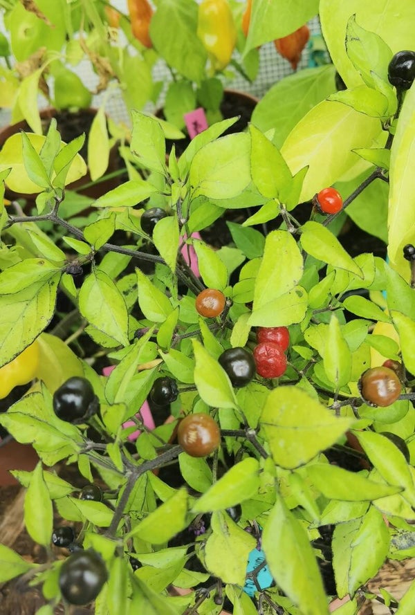 Piment Mutantgum graines
