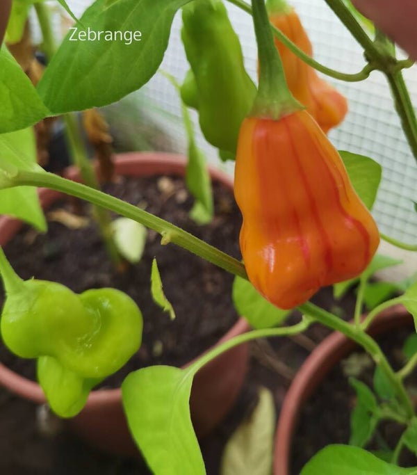 Piment Zebrange