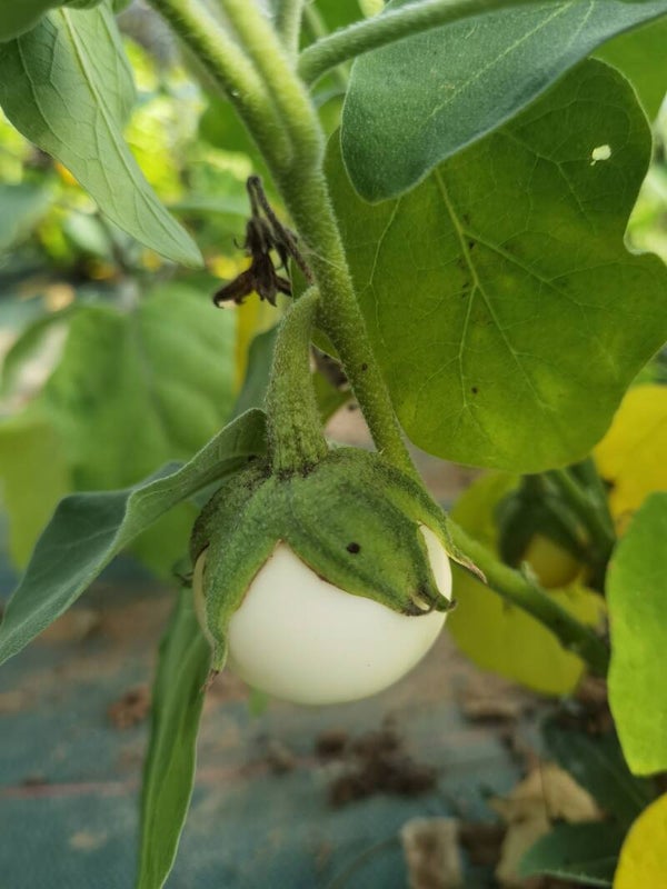 Aubergine Bianca Ovale graines