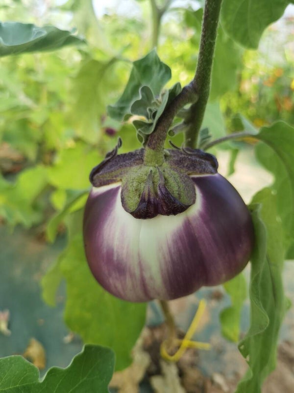 Aubergine Ronde de Valence
