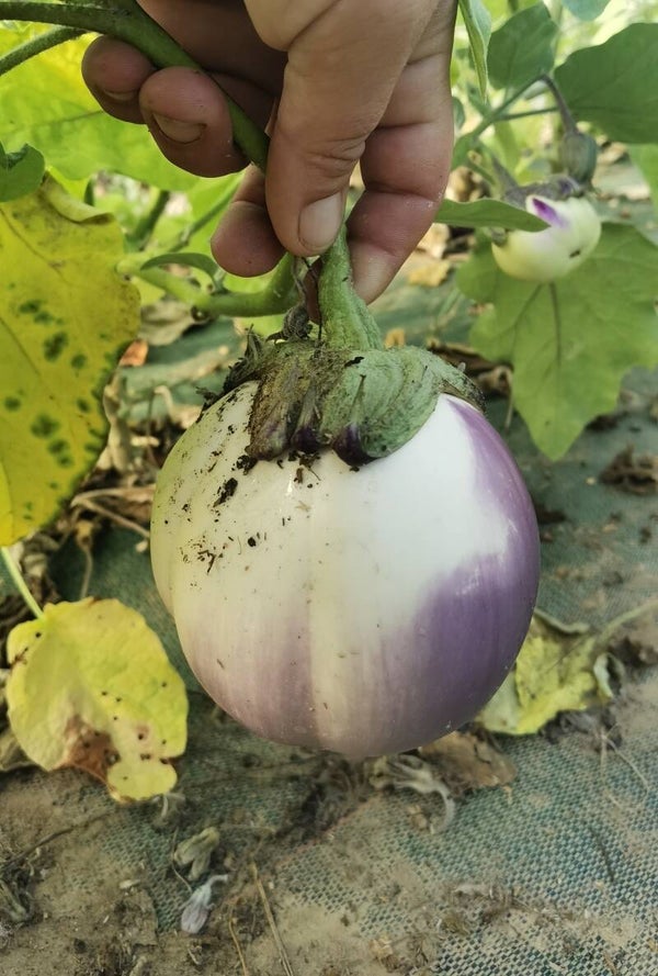 Aubergine Violette de florence graines