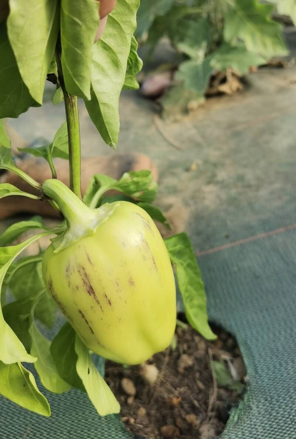 Blanc White Bell