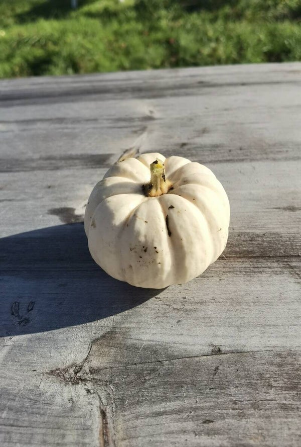 Courges Baby Boo