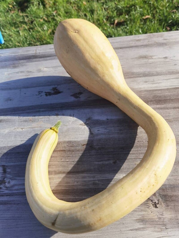 Courge Tromba d'Albenga graines