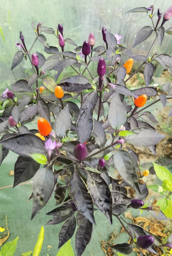 Piment Lila Luzi graines