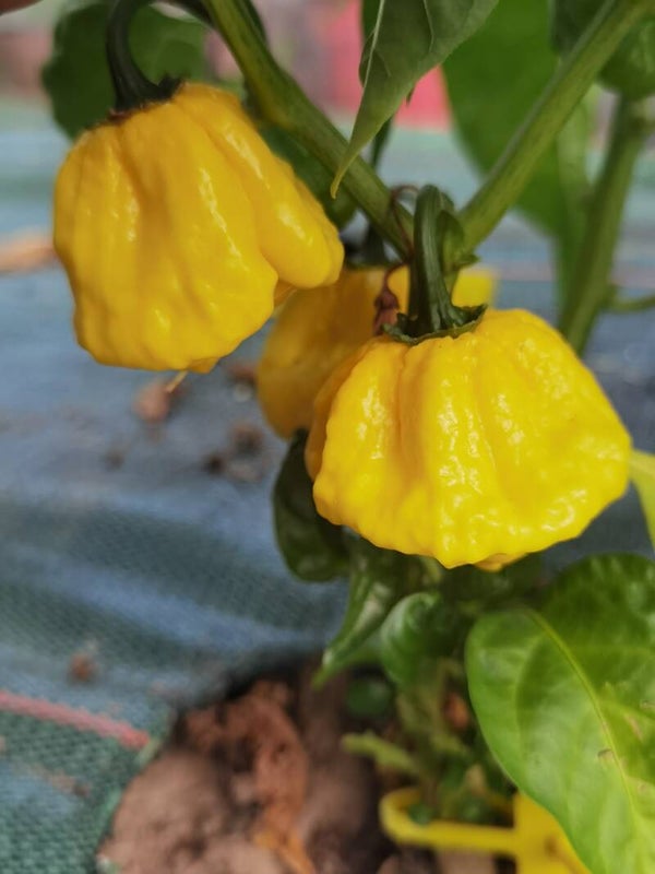 Piment KSLS