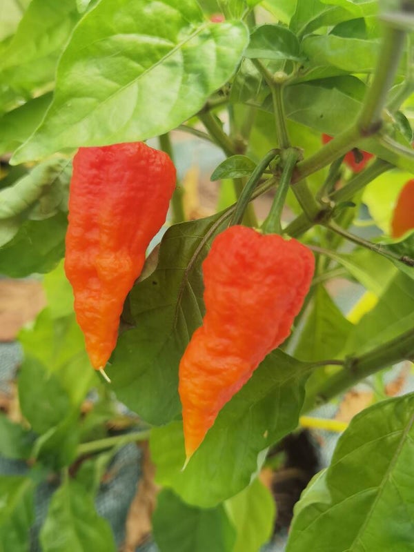 Piment Red Ghost graines