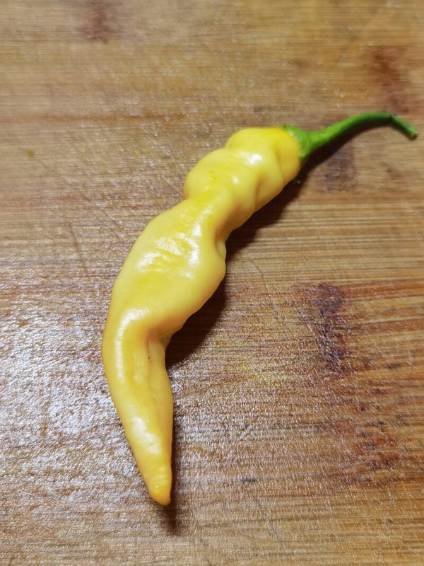 Piment Sugar Rush Peach