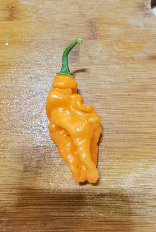 Piment Carbonero