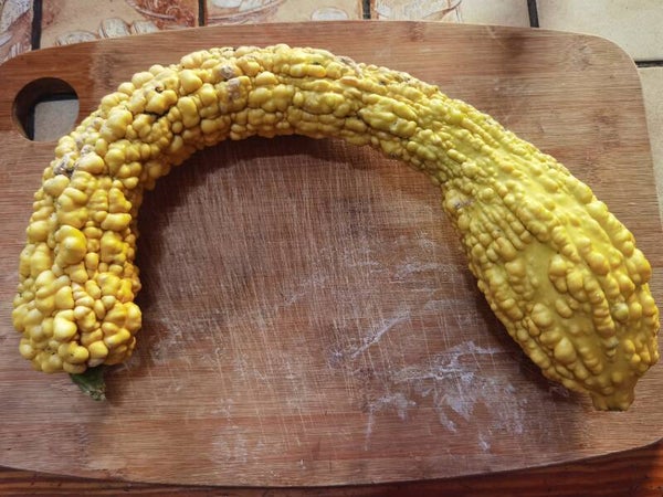 Courgette popcorn graines