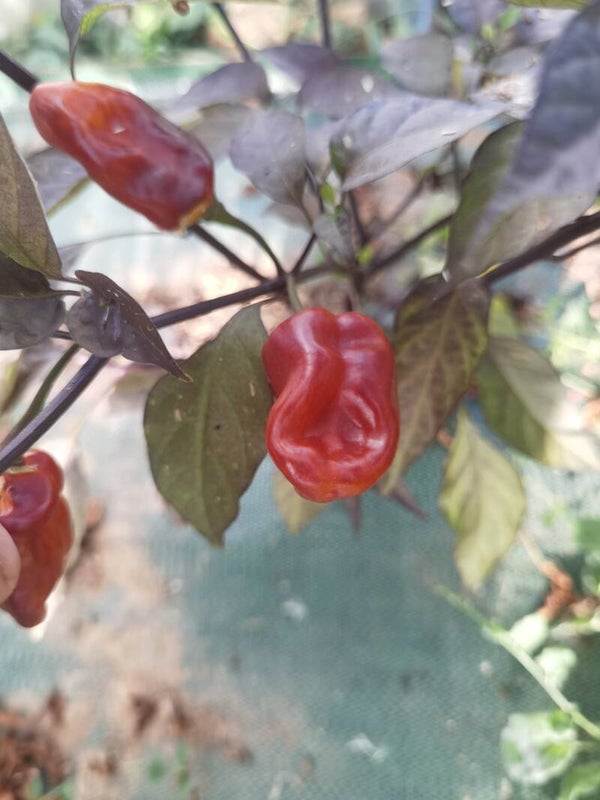 Piment Puma graines