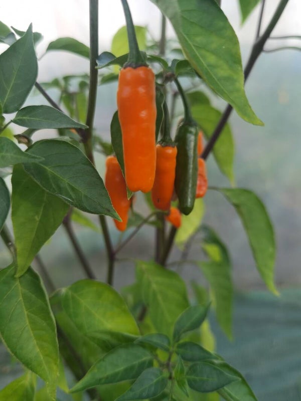 Piment Datil