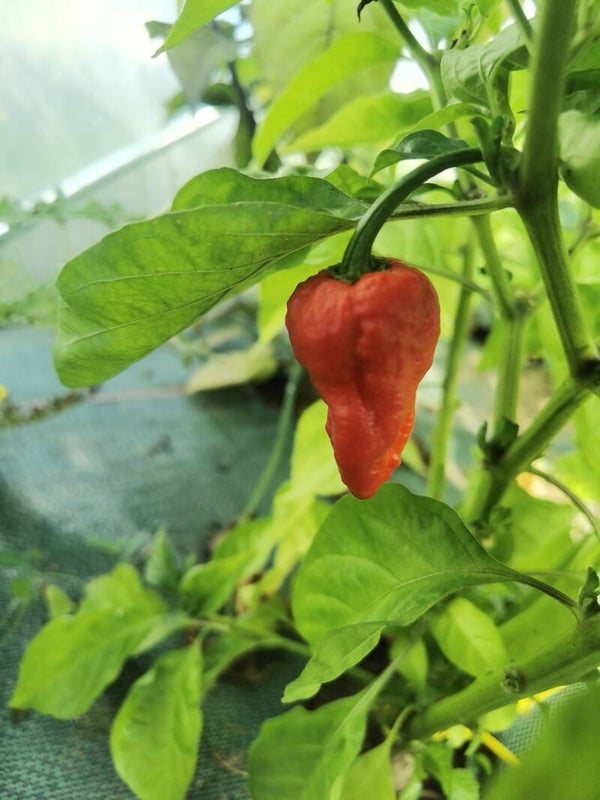 Piment Red Ghost
