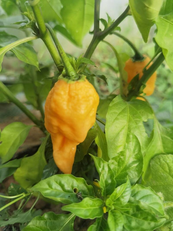 Piment Peach Ghost Scorpion