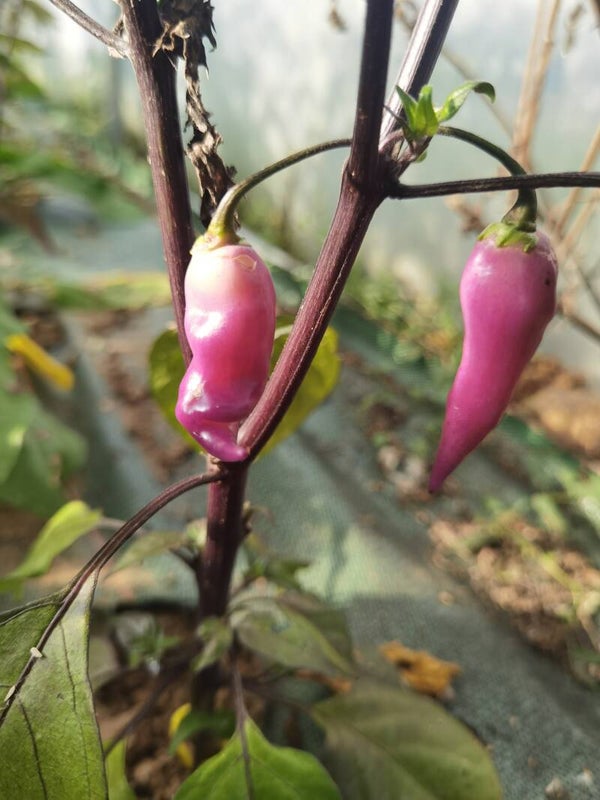 Piment Coyote Purple cream graines