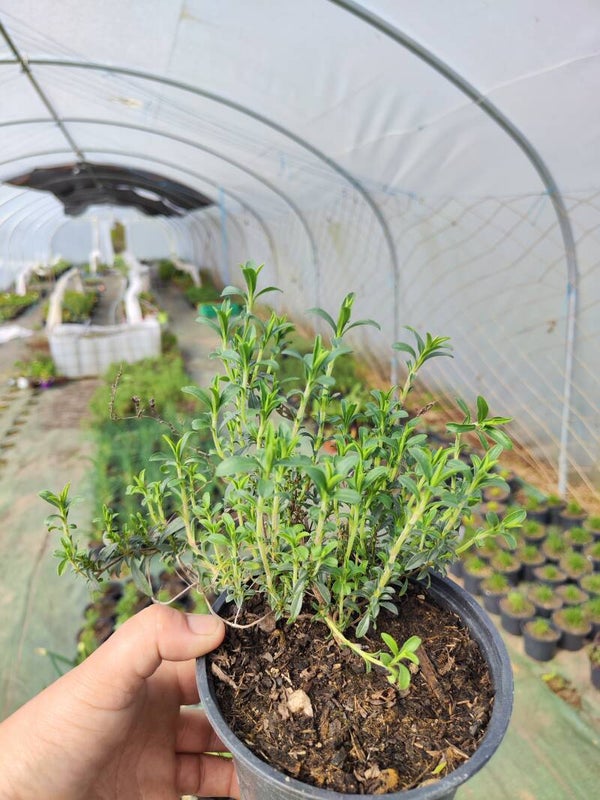 Sarriette vivace - plant