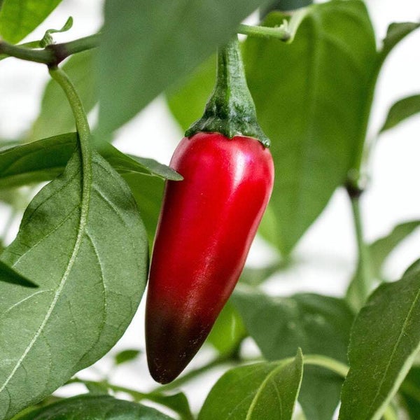 Piment Japalenos