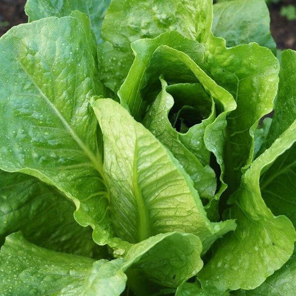 Laitue Romaine Blonde maraichère