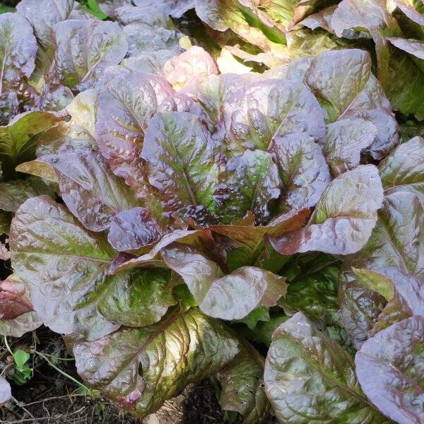 Laitue Romaine Red Flamingo