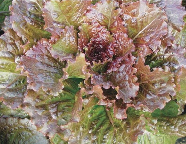 Laitue Romaine Integrata Red