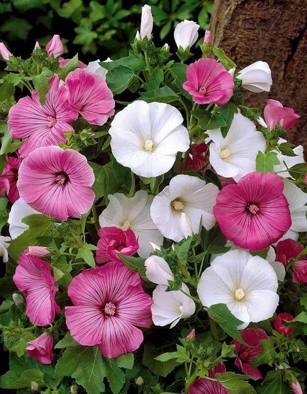 Lavatère à grandes fleurs