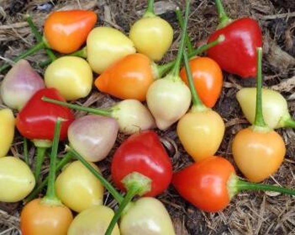 Piment Lila Luzi