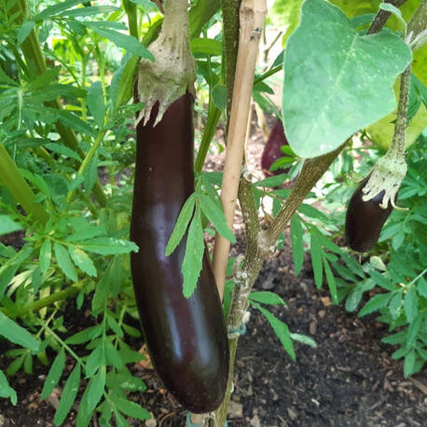 Aubergine longue violette hâtive