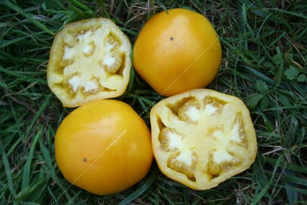 Tomate Golden Jubilee