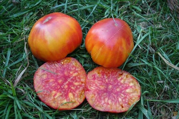 Tomates Striped German graines