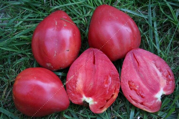 Tomate Cœur de Bœuf Rose