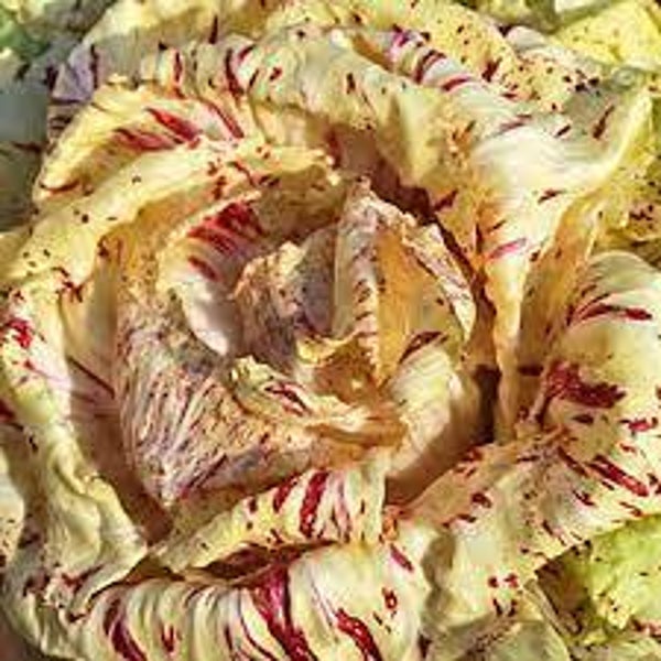Chicorée italienne Lusia