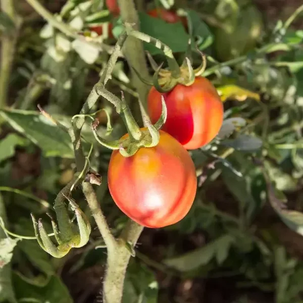 Tomate cocktail Madagascar