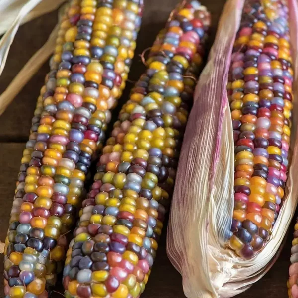 Maïs Glass Gem (maïs à pop corn)