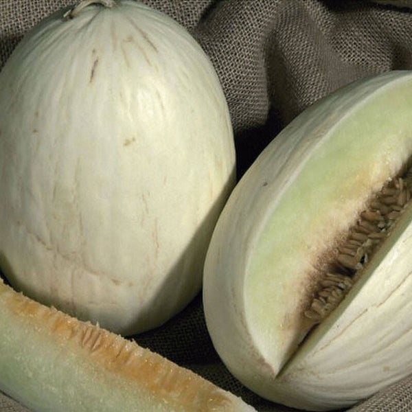melon Branco do Ribajeto