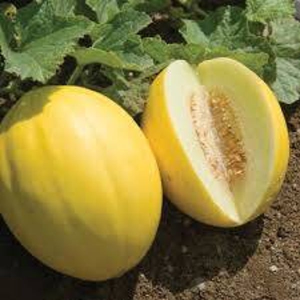 melon jaune canari
