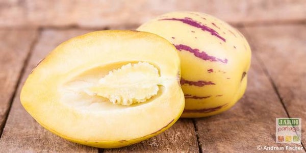 Poire melon (Pépino)